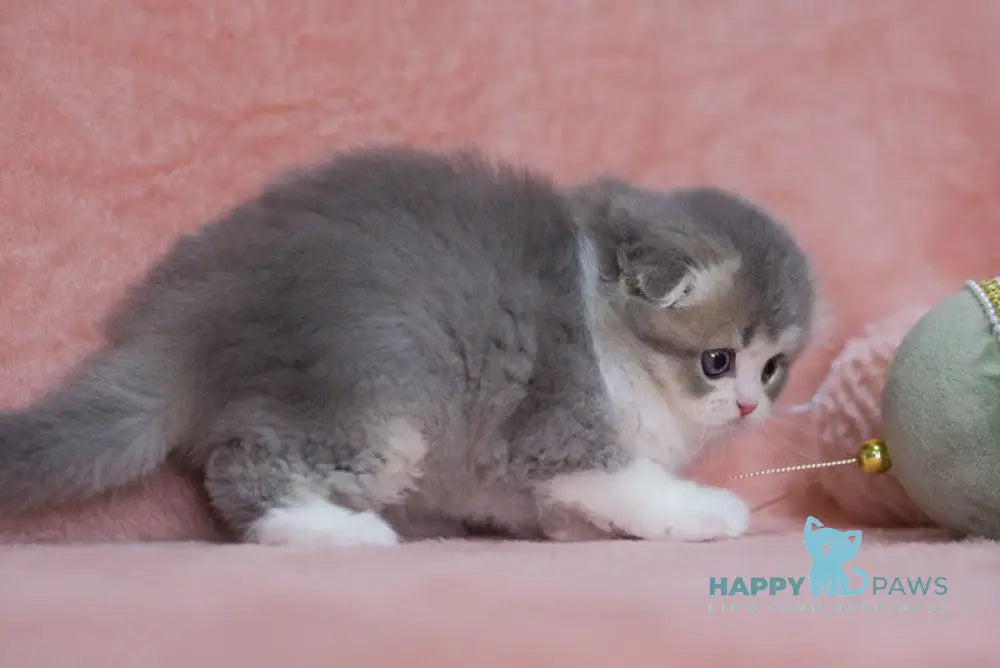 Lissy Scottish Fold female blue ticked tabby bicolour live animals