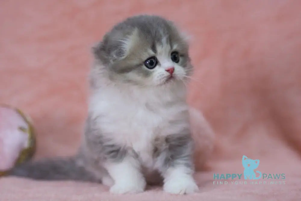 Lissy Scottish Fold female blue ticked tabby bicolour live animals