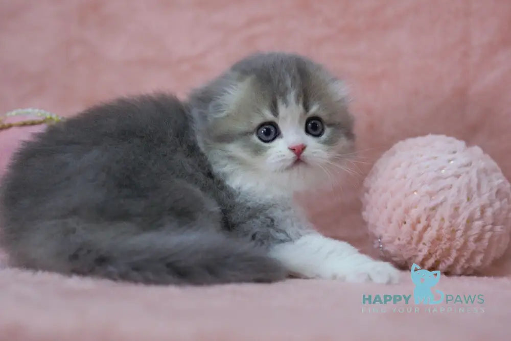 Lissy Scottish Fold female blue ticked tabby bicolour live animals
