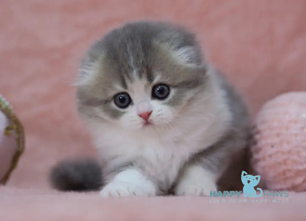 Lissy Scottish Fold female blue ticked tabby bicolour live animals