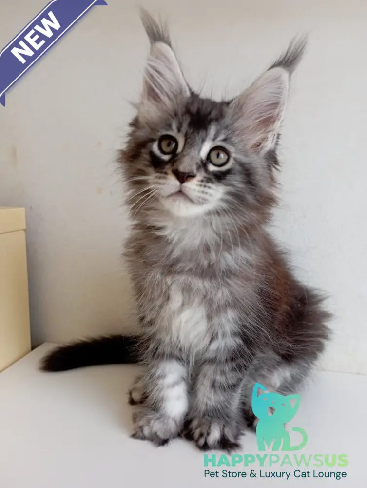 Liuks Maine Coon male black silver spotted tabby - live animals