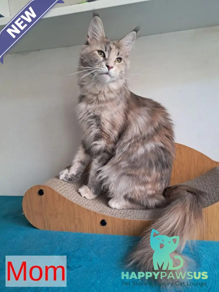 Liuks Maine Coon male black silver spotted tabby - live animals