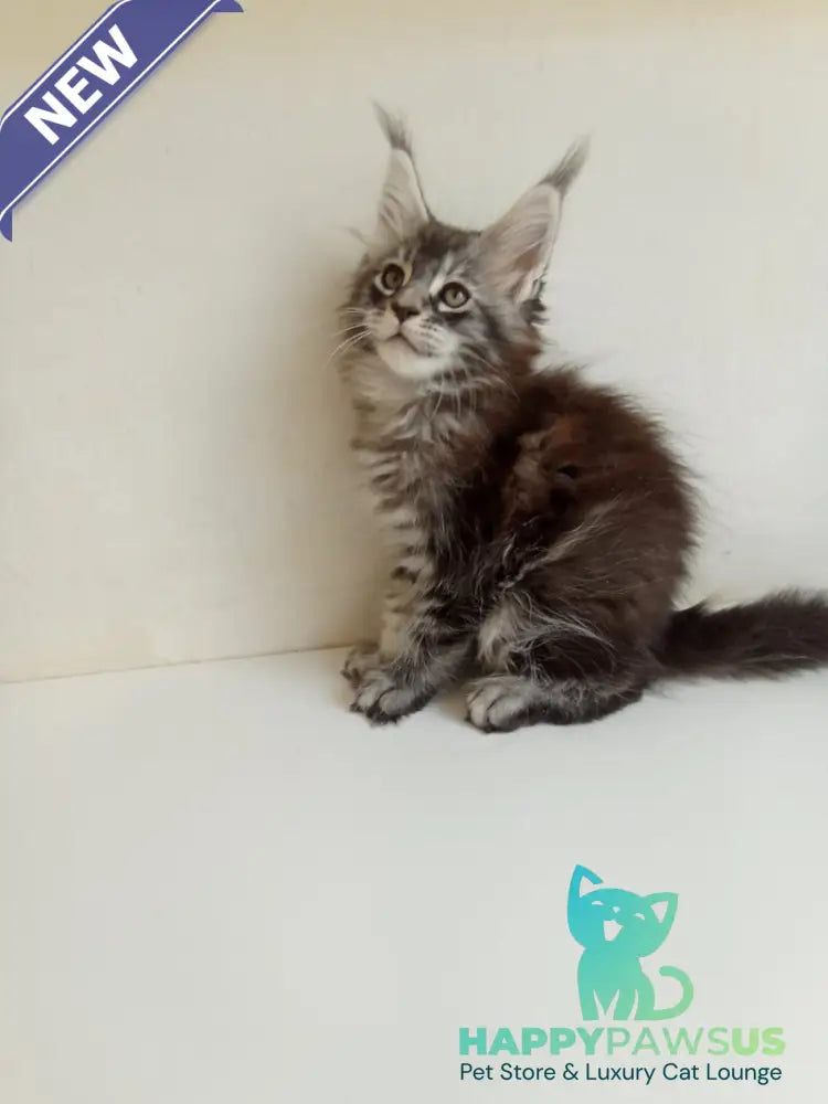 Liuks Maine Coon male black silver spotted tabby - live animals