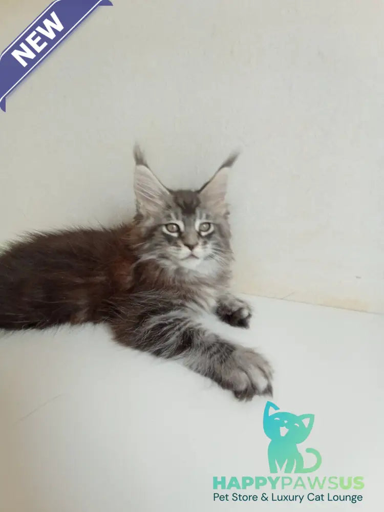 Liuks Maine Coon male black silver spotted tabby - live animals