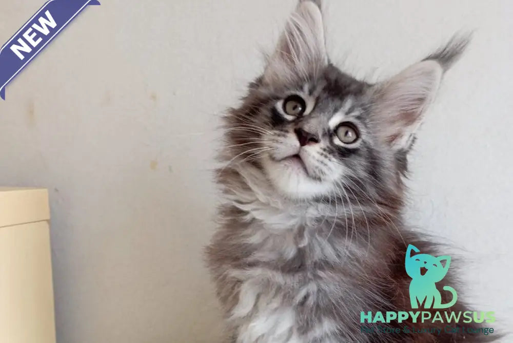 Liuks Maine Coon male black silver spotted tabby - live animals
