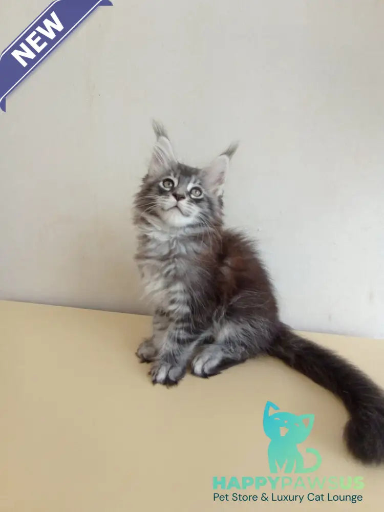 Liuks Maine Coon male black silver spotted tabby - live animals