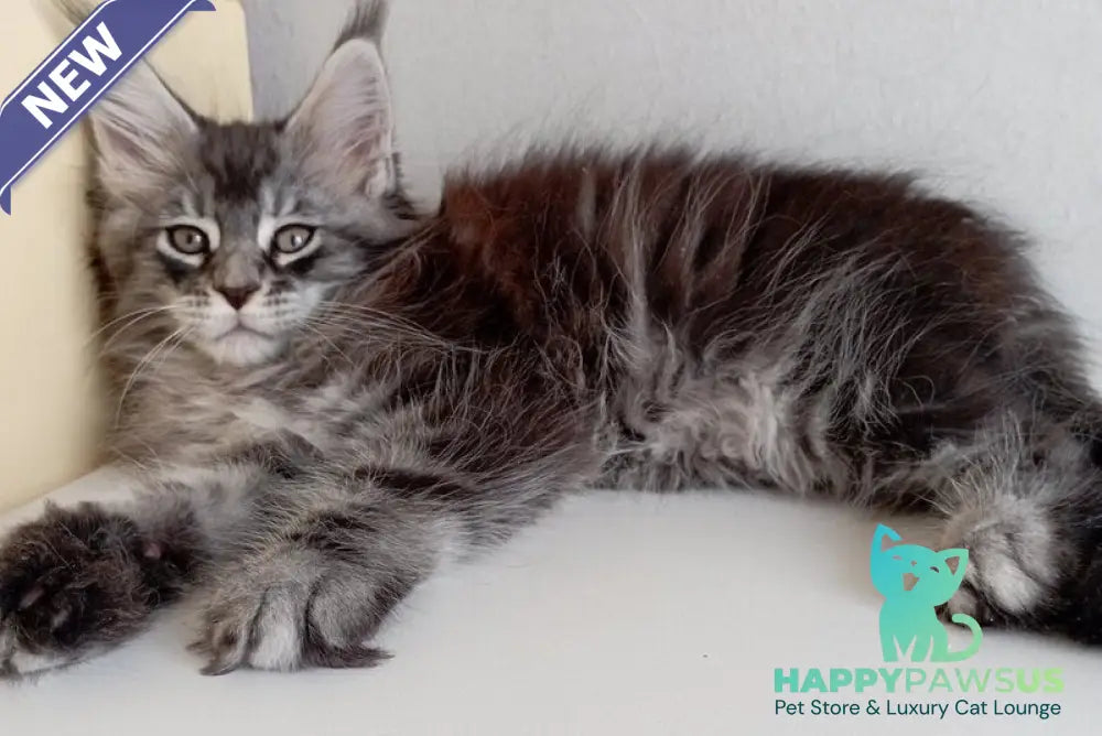 Liuks Maine Coon male black silver spotted tabby - live animals