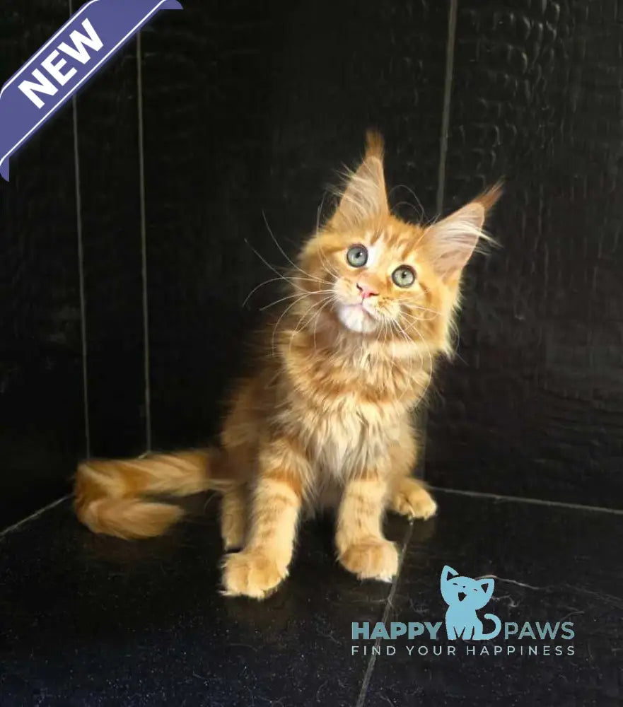Livi Maine Coon female red live animals