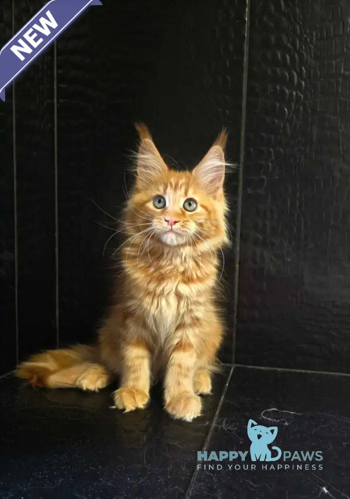 Livi Maine Coon female red live animals
