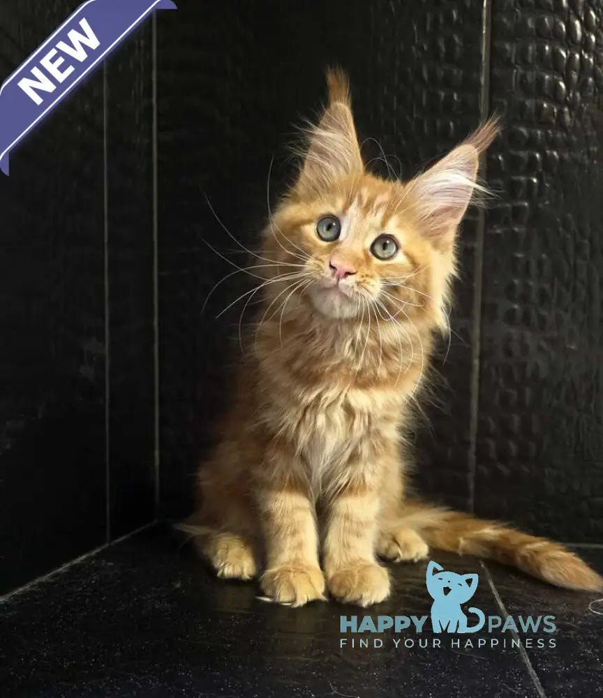 Livi Maine Coon female red live animals