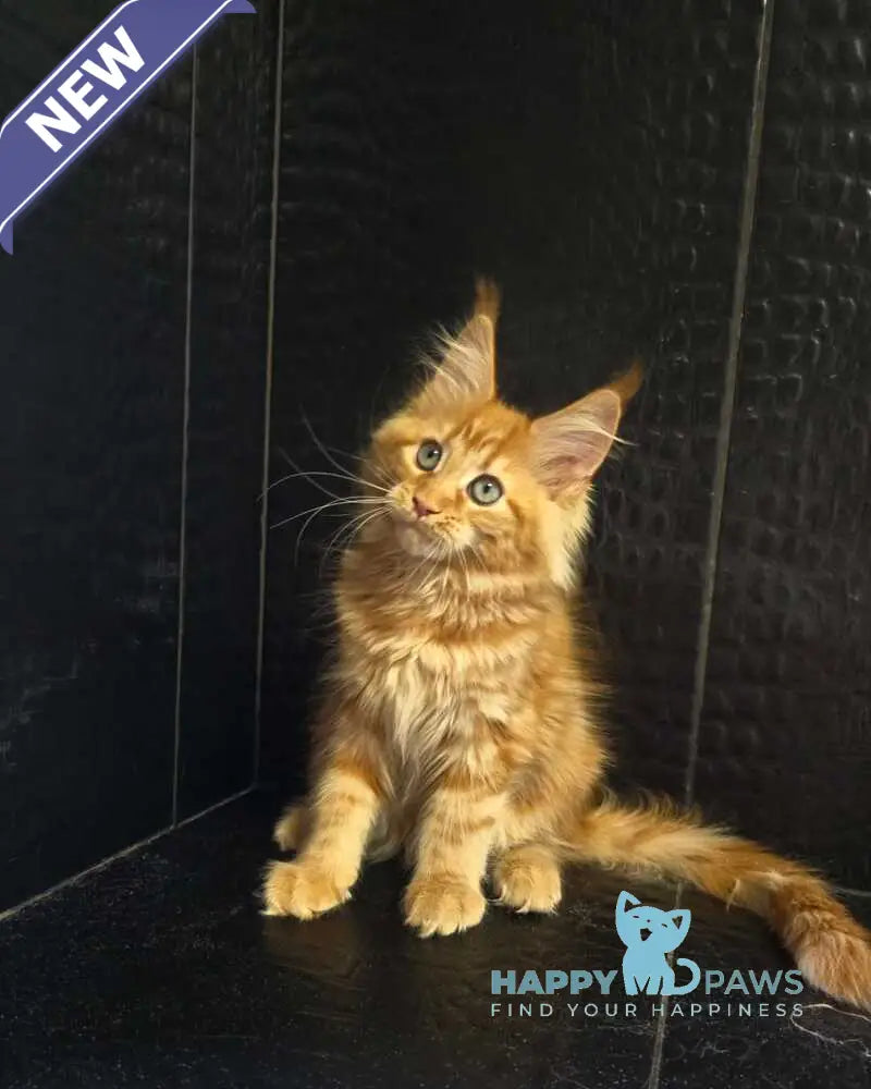 Livi Maine Coon female red live animals
