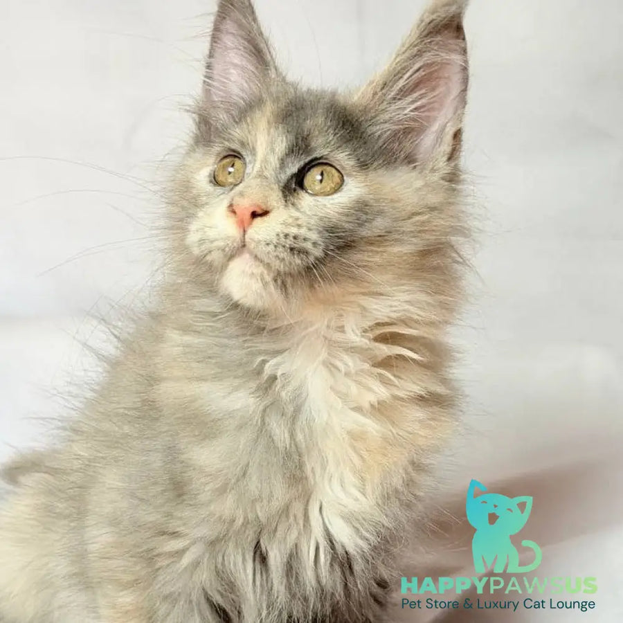 Livia Maine Coon polydactyl 6x6x6x6 female blue tortie silver - live animals