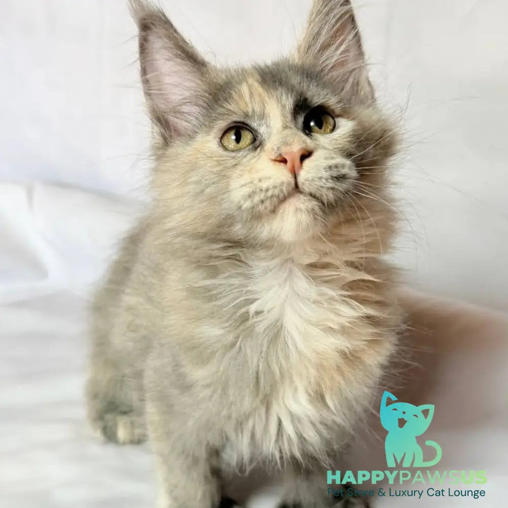 Livia Maine Coon polydactyl 6x6x6x6 female blue tortie silver - live animals