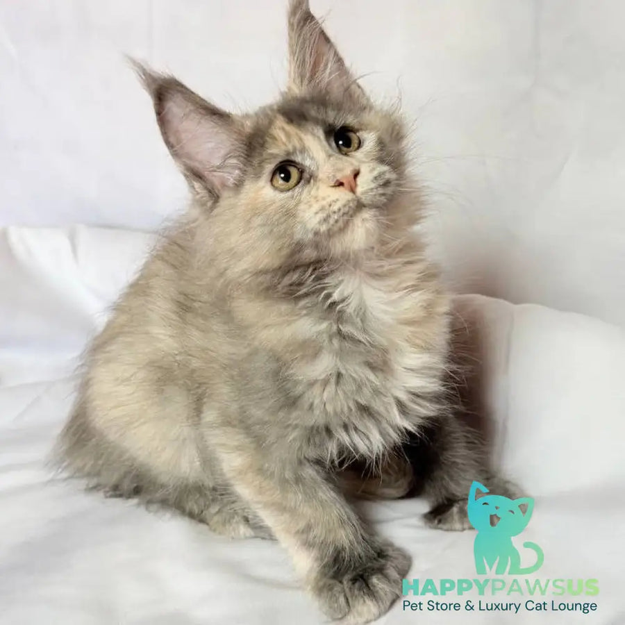 Livia Maine Coon polydactyl 6x6x6x6 female blue tortie silver - live animals