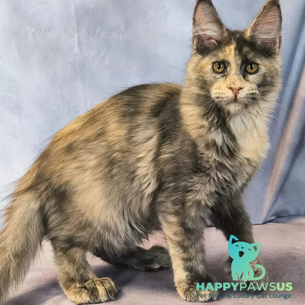 Livia Maine Coon polydactyl 6x6x6x6 female blue tortie silver - live animals