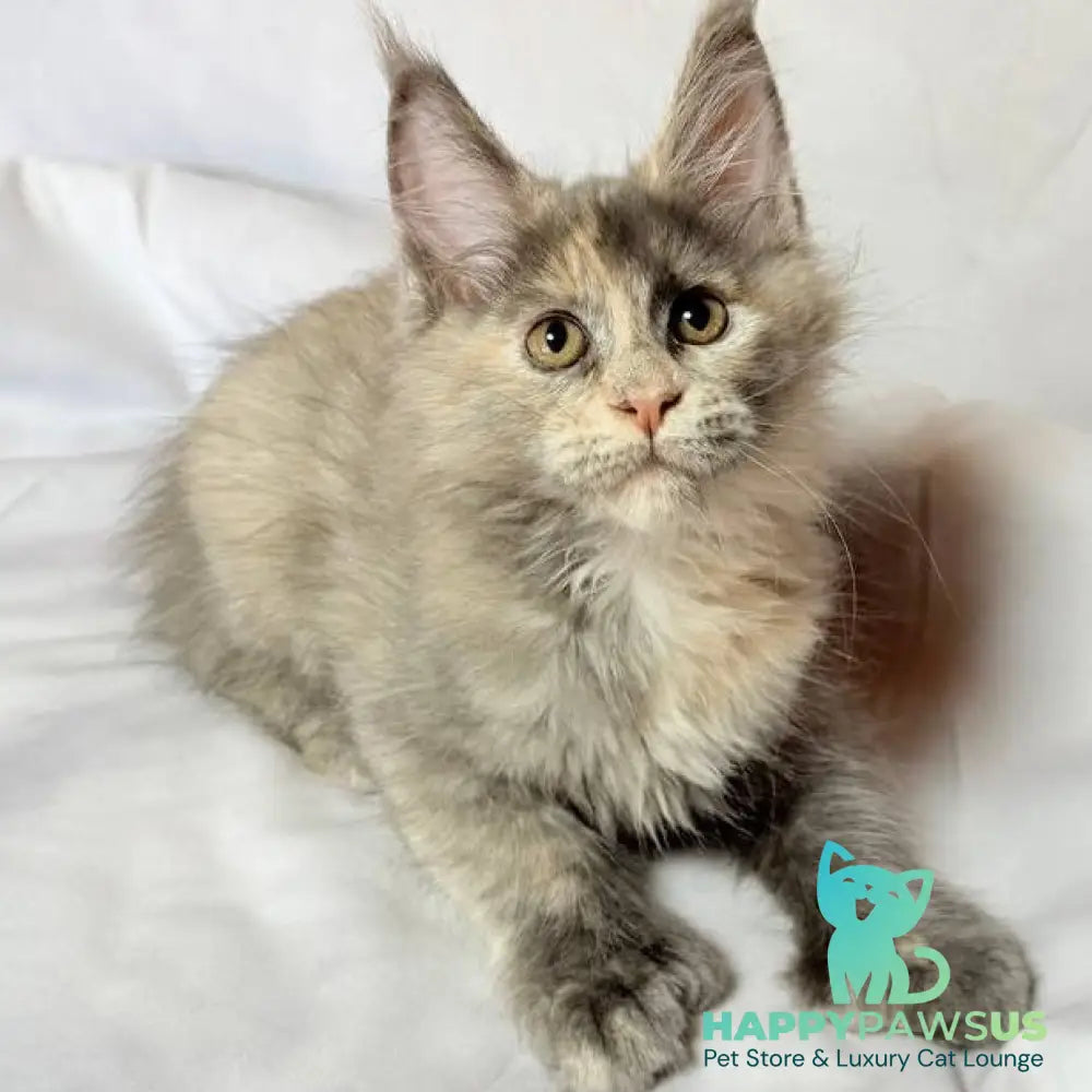 Livia Maine Coon polydactyl 6x6x6x6 female blue tortie silver - live animals