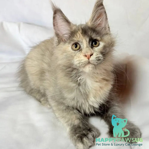 Livia Maine Coon polydactyl 6x6x6x6 female blue tortie silver - live animals