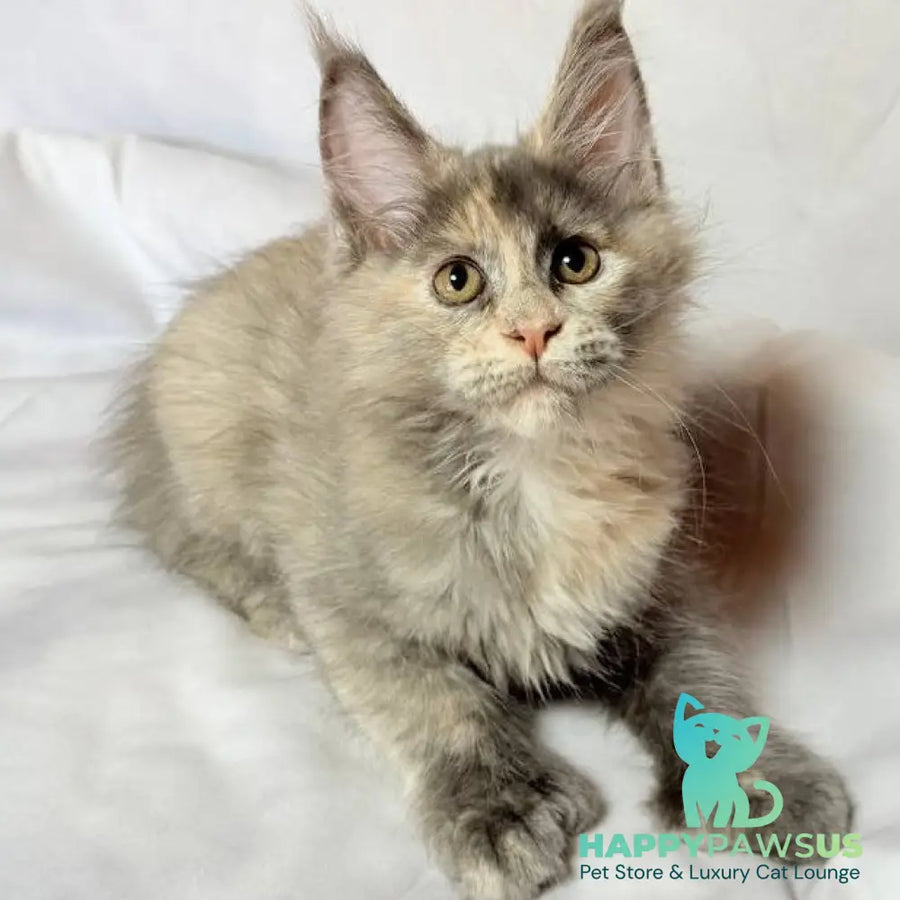 Livia Maine Coon polydactyl 6x6x6x6 female blue tortie silver - live animals