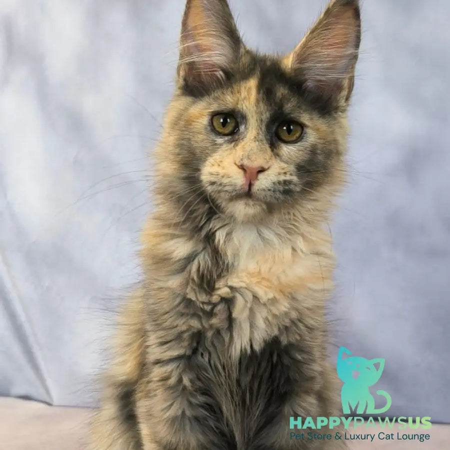Livia Maine Coon polydactyl 6x6x6x6 female blue tortie silver - live animals