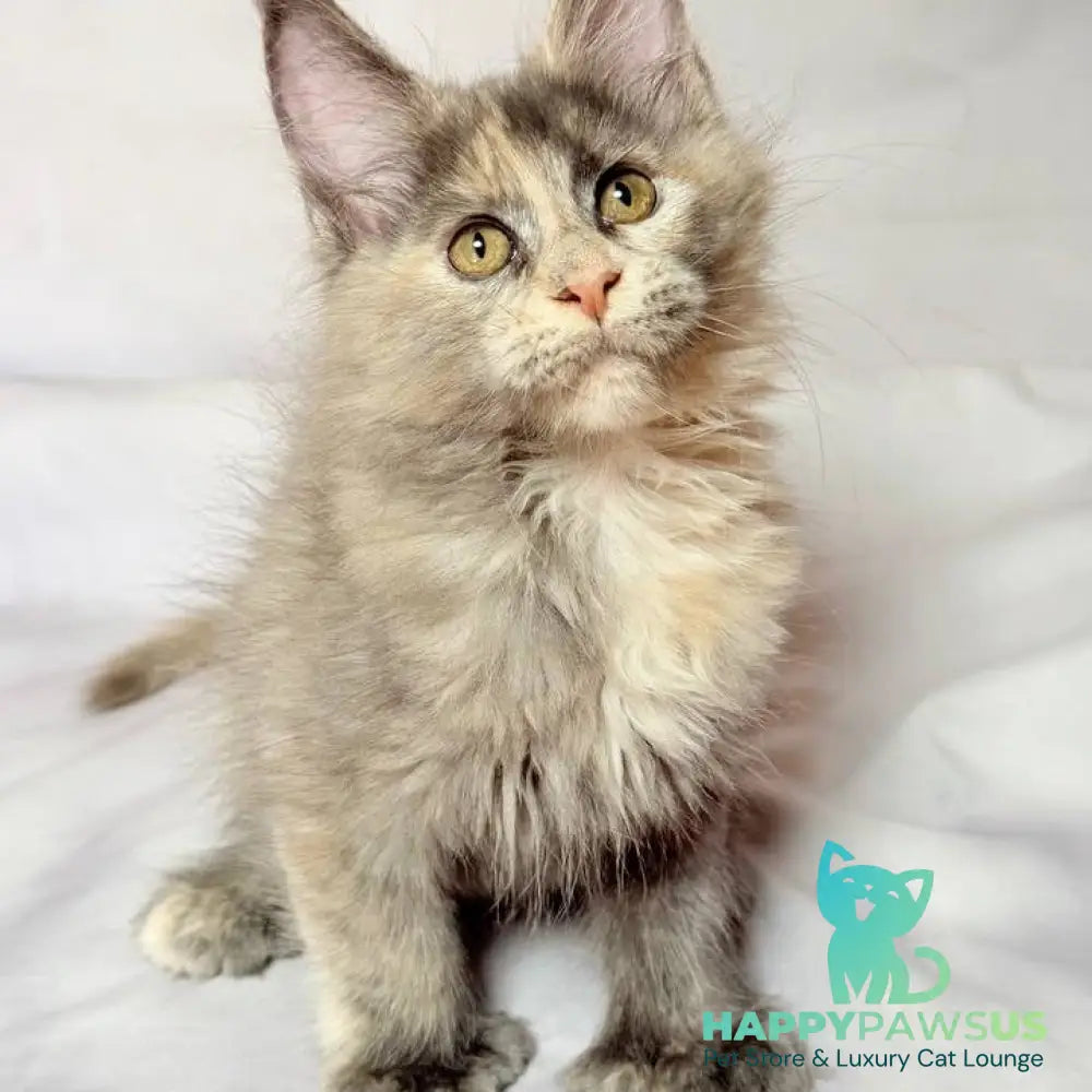 Livia Maine Coon polydactyl 6x6x6x6 female blue tortie silver - live animals