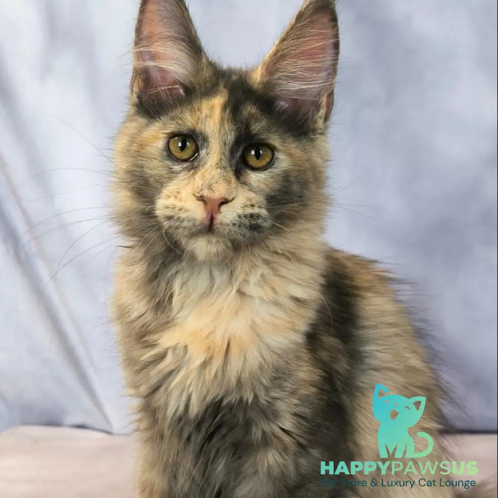Livia Maine Coon polydactyl 6x6x6x6 female blue tortie silver - live animals