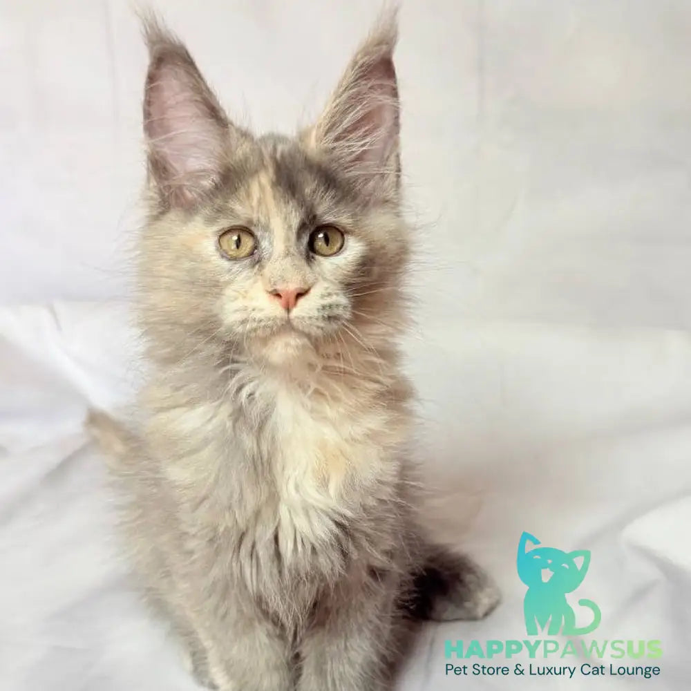 Livia Maine Coon polydactyl 6x6x6x6 female blue tortie silver - live animals