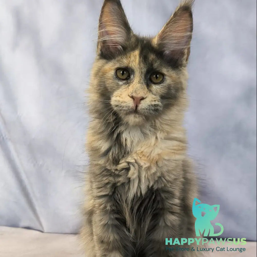 Livia Maine Coon polydactyl 6x6x6x6 female blue tortie silver - live animals