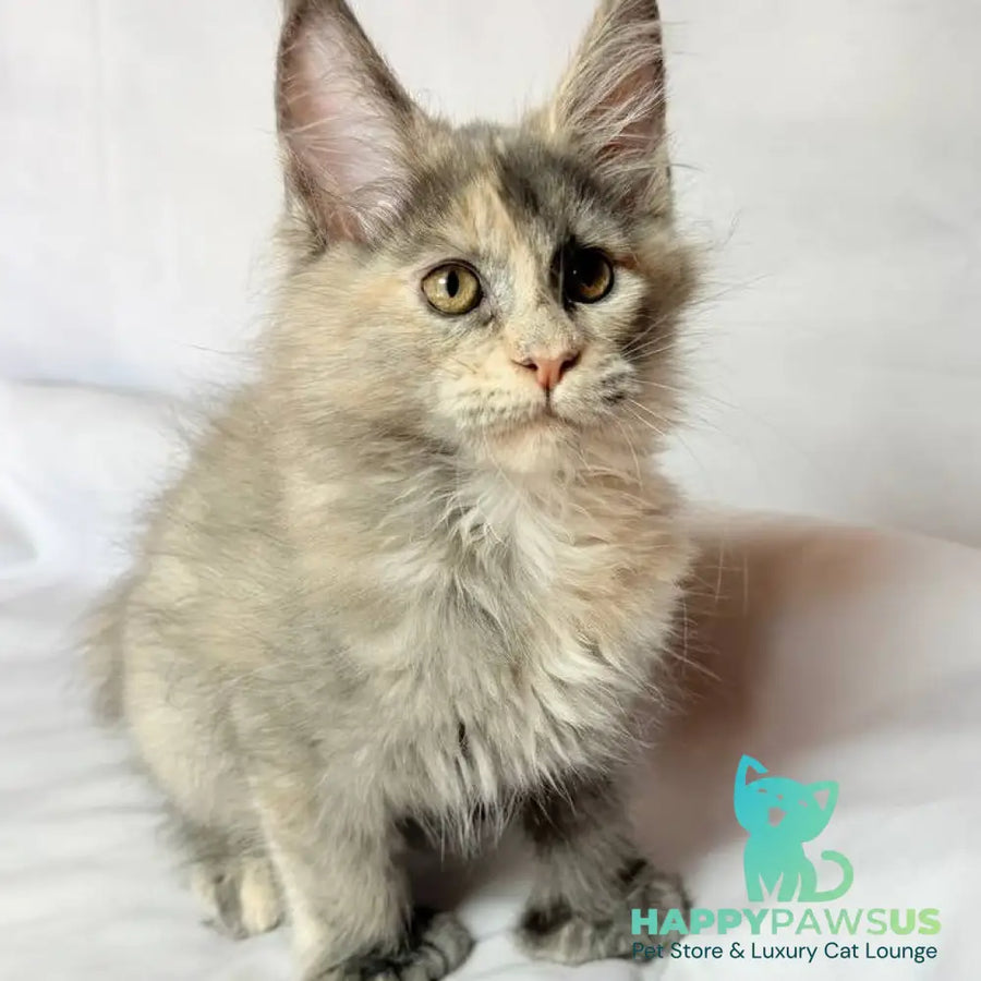 Livia Maine Coon polydactyl 6x6x6x6 female blue tortie silver - live animals