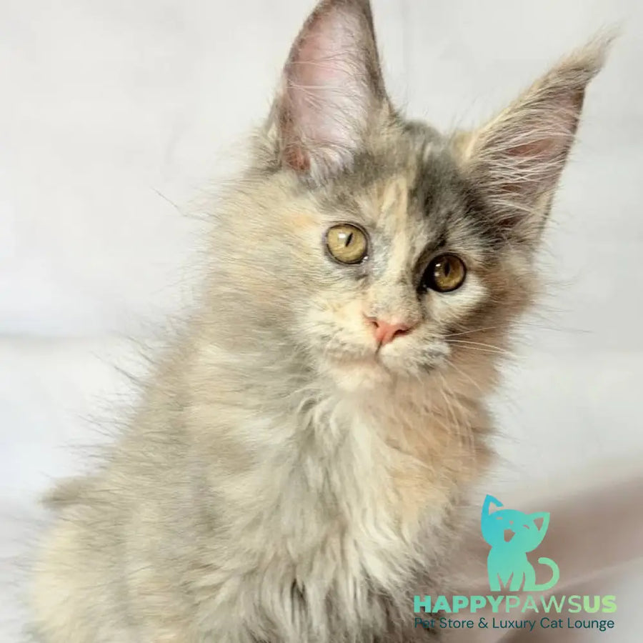 Livia Maine Coon polydactyl 6x6x6x6 female blue tortie silver - live animals