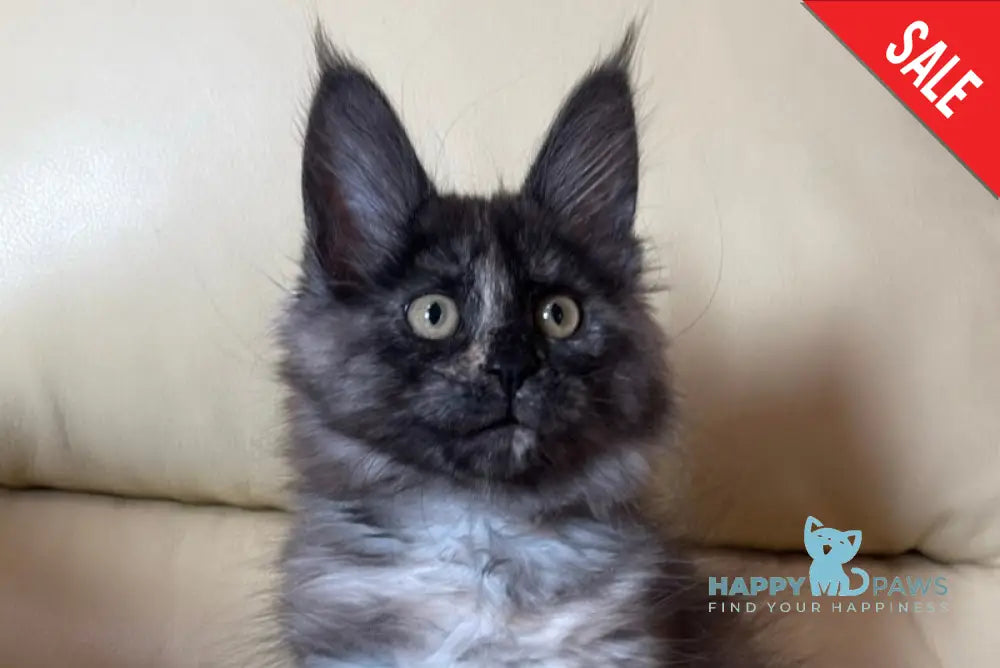 Liviya Maine Coon female black tortie silver live animals