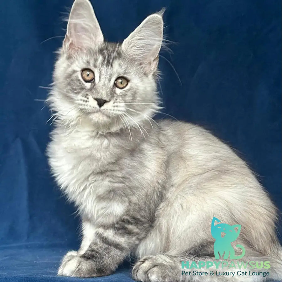 Liya Maine Coon polydactyl 6x6x6x6 female black tortie silver ticked tabby - live animals