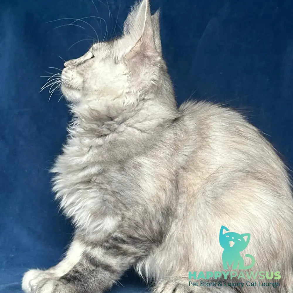 Liya Maine Coon polydactyl 6x6x6x6 female black tortie silver ticked tabby - live animals