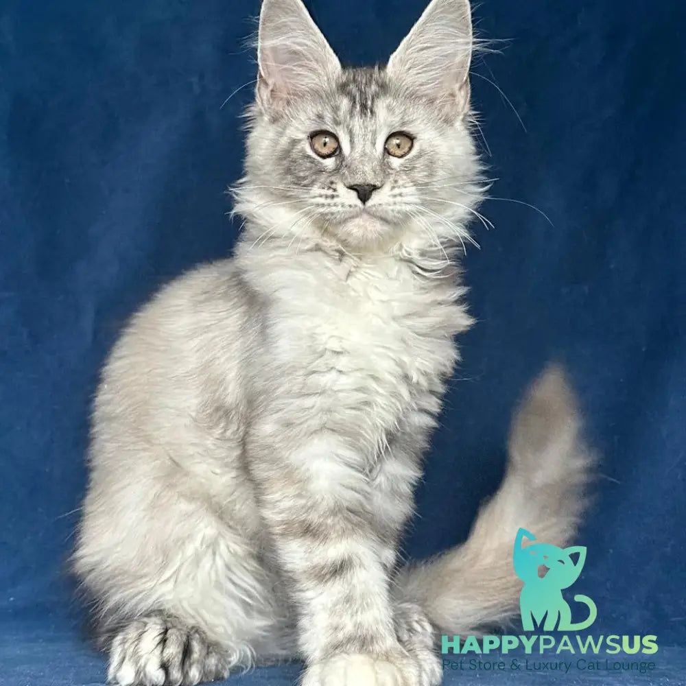 Liya Maine Coon polydactyl 6x6x6x6 female black tortie silver ticked tabby - live animals