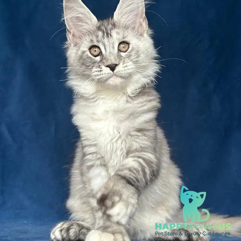 Liya Maine Coon polydactyl 6x6x6x6 female black tortie silver ticked tabby - live animals