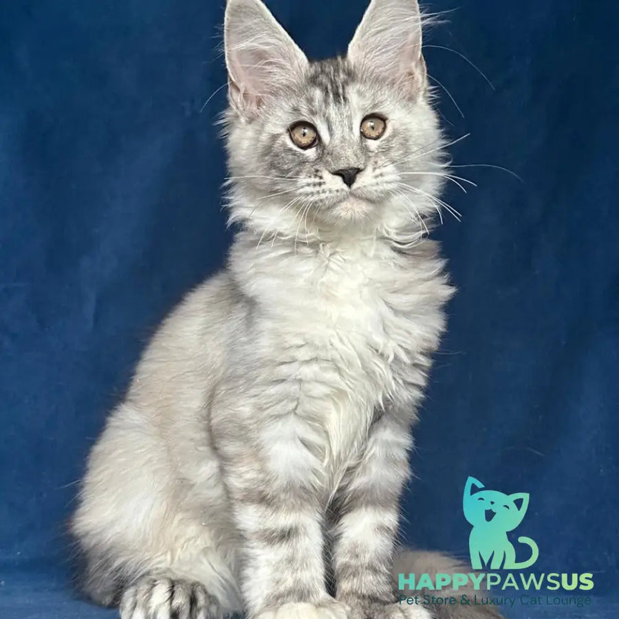 Liya Maine Coon polydactyl 6x6x6x6 female black tortie silver ticked tabby - live animals