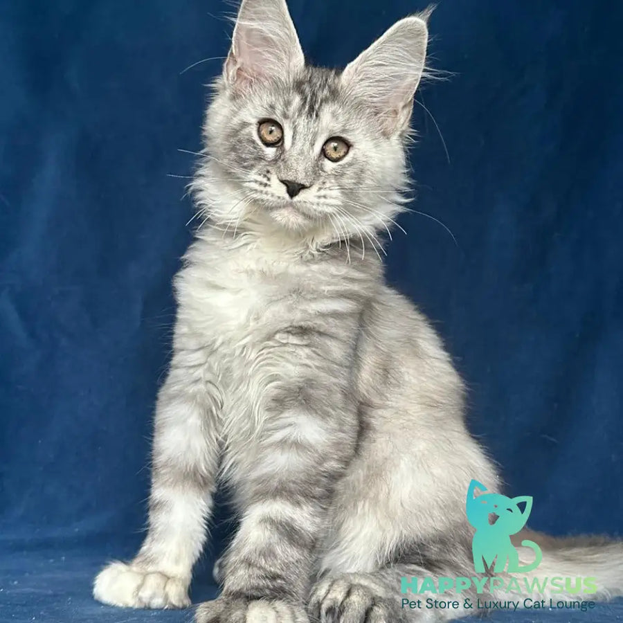 Liya Maine Coon polydactyl 6x6x6x6 female black tortie silver ticked tabby - live animals