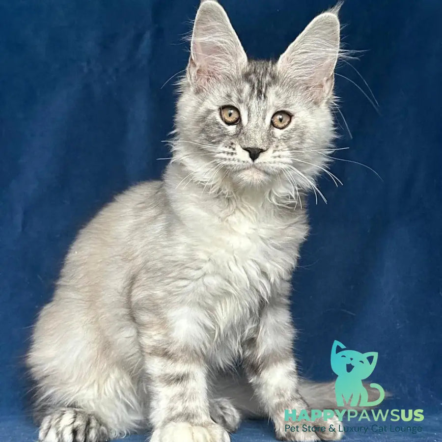 Liya Maine Coon polydactyl 6x6x6x6 female black tortie silver ticked tabby - live animals
