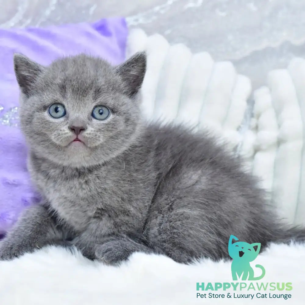 Liza Scottish Straight female blue - live animals