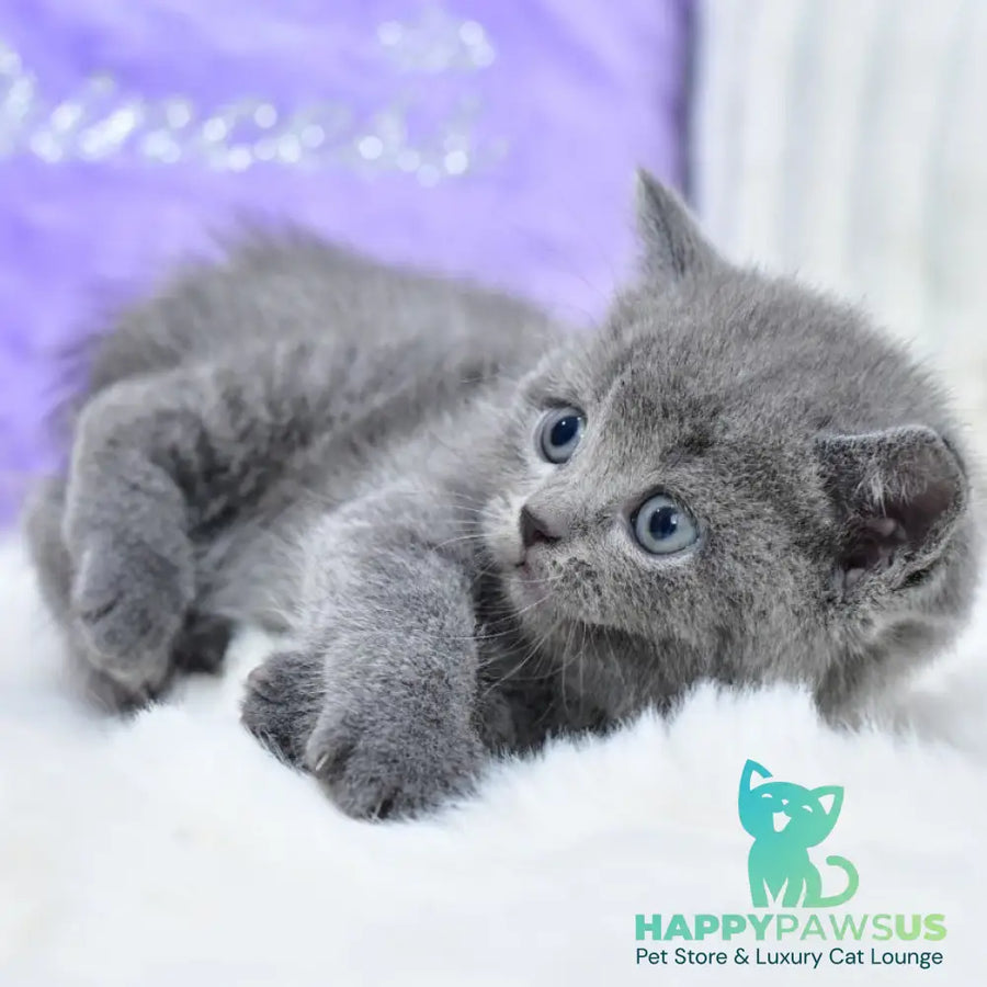 Liza Scottish Straight female blue - live animals