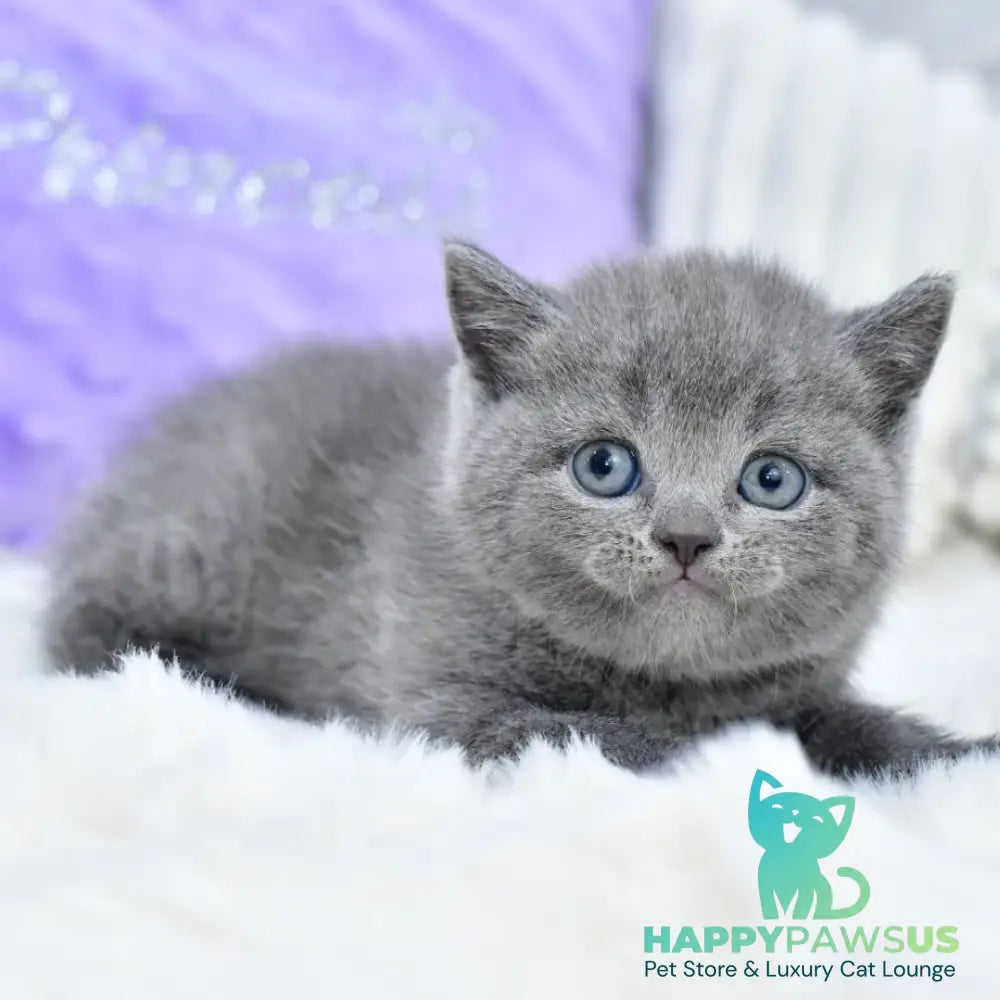 Liza Scottish Straight female blue - live animals