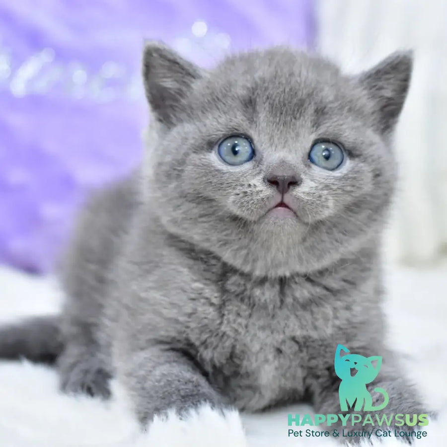 Liza Scottish Straight female blue - live animals