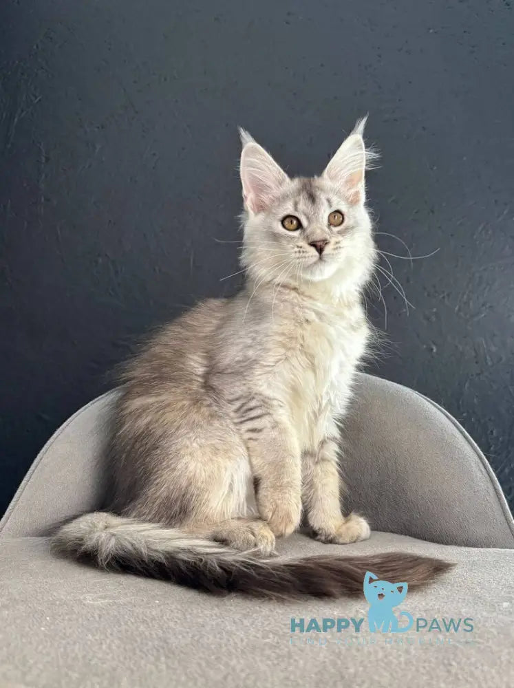 Lizbet Maine Coon female black silver ticked tabby live animals