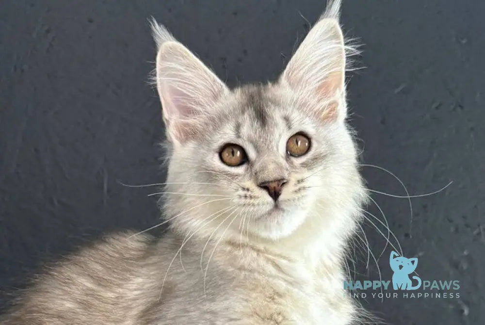 Lizbet Maine Coon female black silver ticked tabby live animals