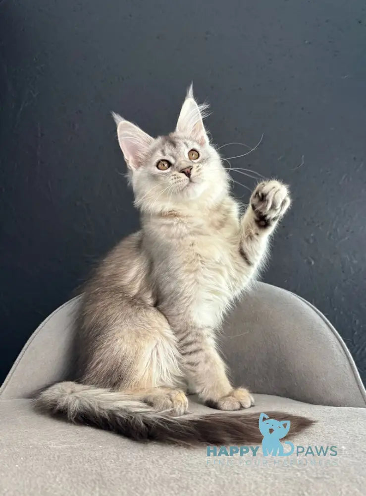 Lizbet Maine Coon female black silver ticked tabby live animals