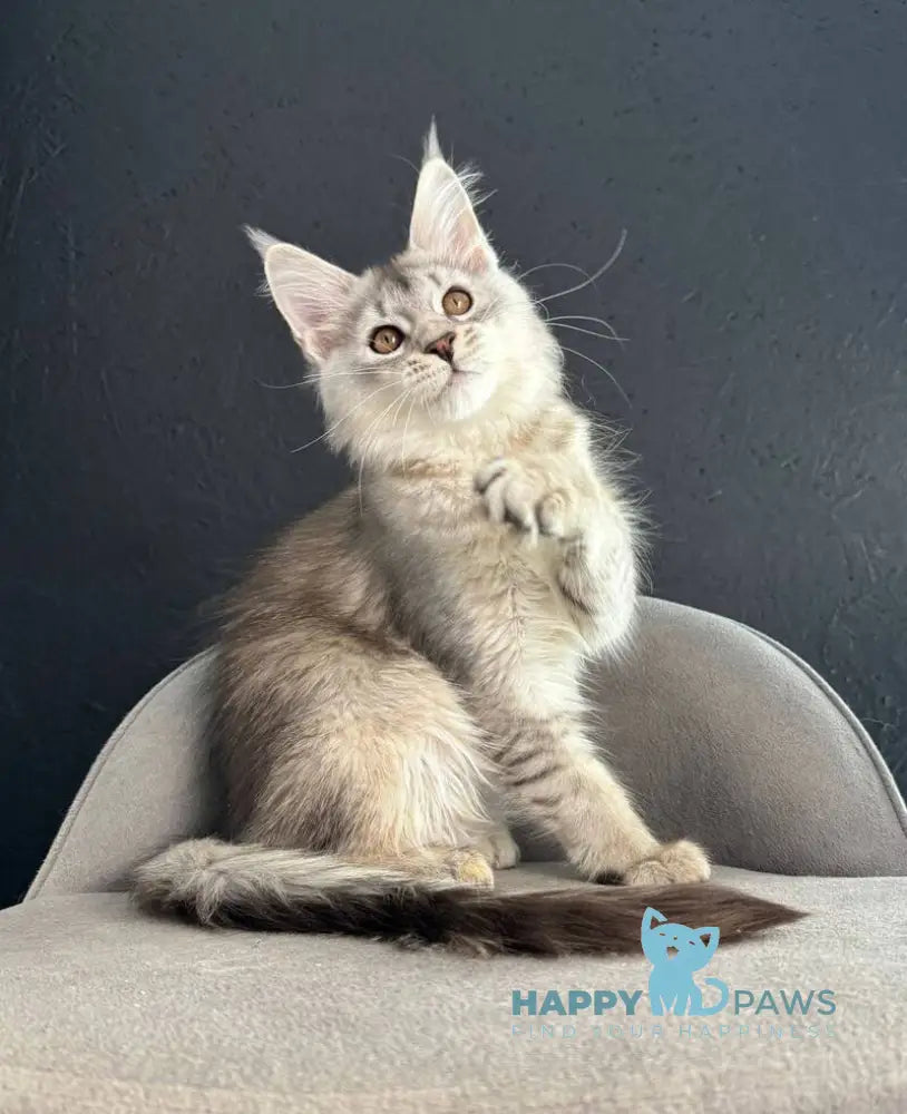 Lizbet Maine Coon female black silver ticked tabby live animals