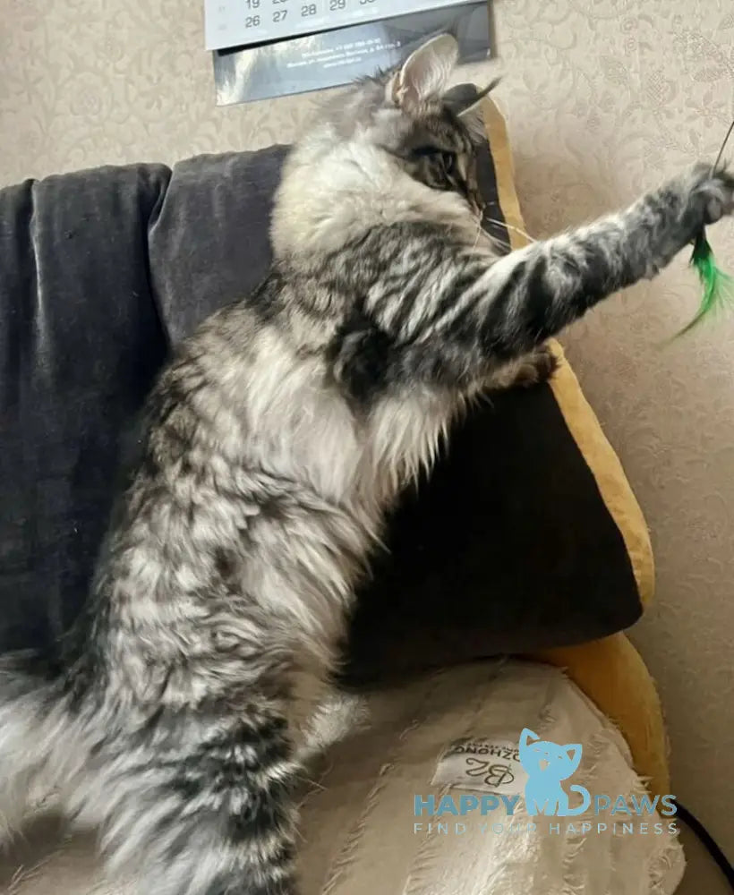 Lizzy Maine Coon female black tabby live animals