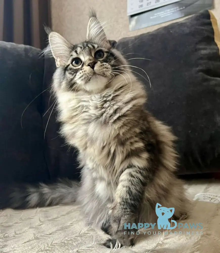 Lizzy Maine Coon female black tabby live animals