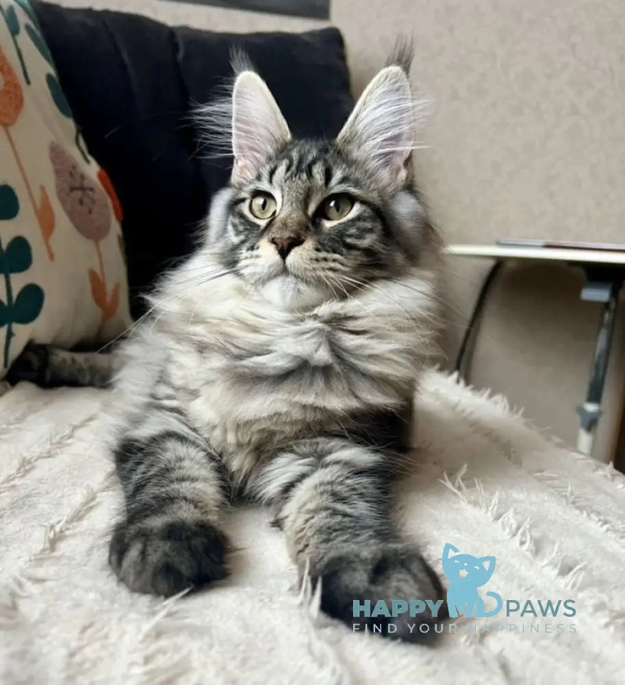 Lizzy Maine Coon female black tabby live animals