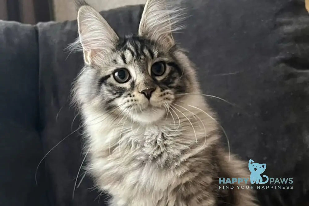 Lizzy Maine Coon female black tabby live animals