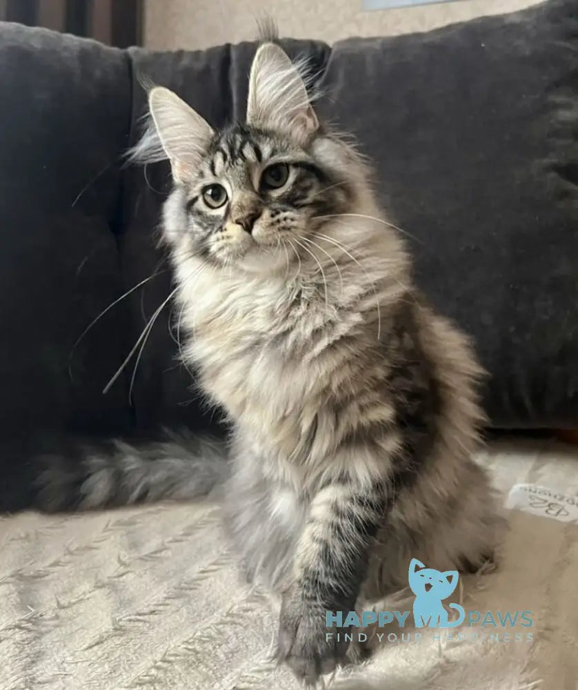 Lizzy Maine Coon female black tabby live animals